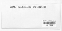 Wojnowicia hirta image